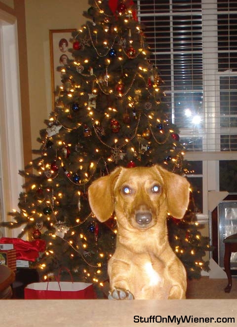 Lily waiting for Christmas dinner.