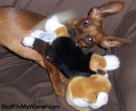 Miss Weenie destroying a stuffed puppy dog.