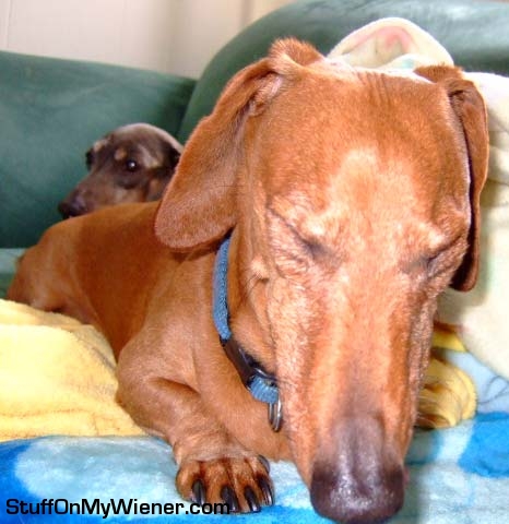 Racer Chaser close up.