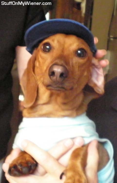 Rocky in a shirt and baseball cap.