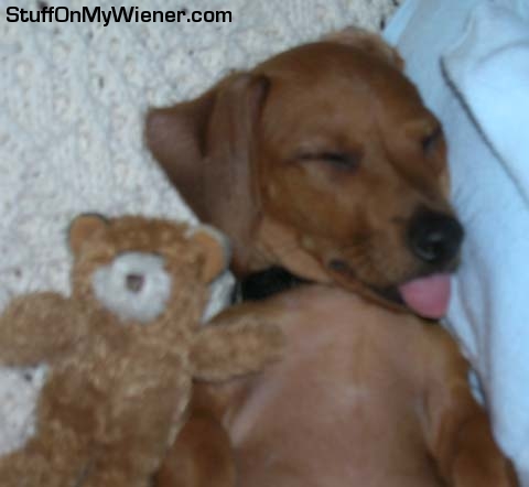 Rocky asleep with his teddy bear.