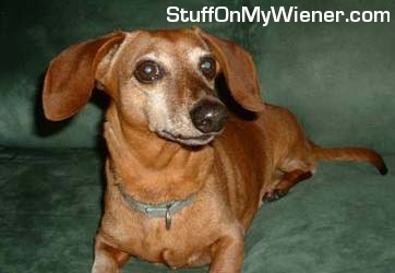 Tribute to Rocky Doodle.