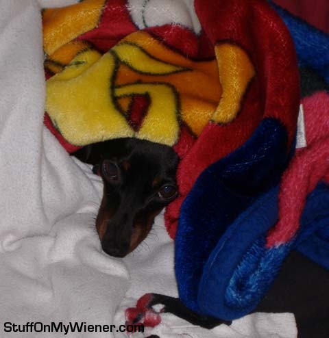 Scarlet under the covers on the futon.