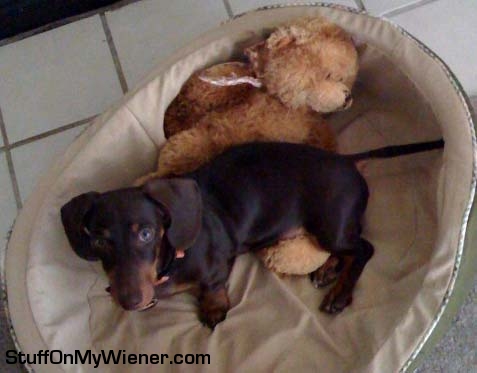 Baron in bed with Teddy.