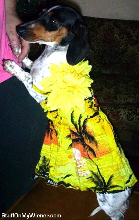 Beanie Weenie in an Hawaiian dress.