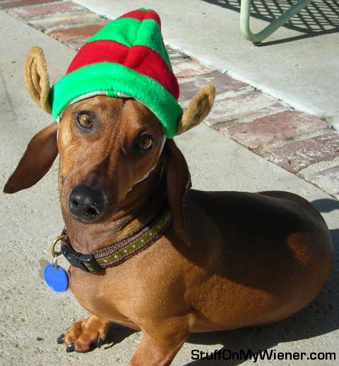 Buster as an elf.