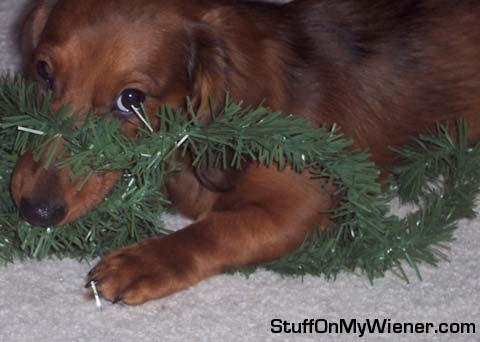 Cleatus with Christmas garland.
