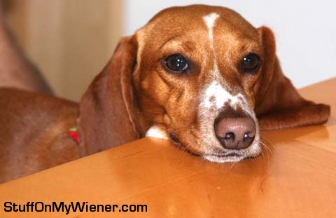 Frankie at the breakfast table.