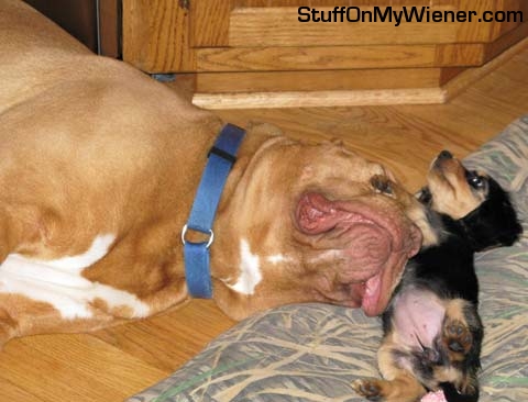 Frankie getting snuggled by oversized Stella.