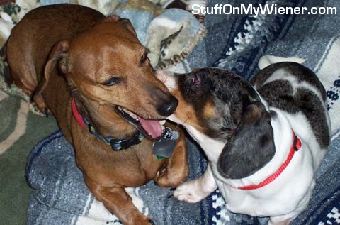 Wally helping Kirby with dental care.