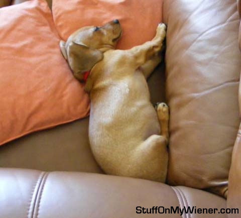 Leeloo sleeping on the sofa.