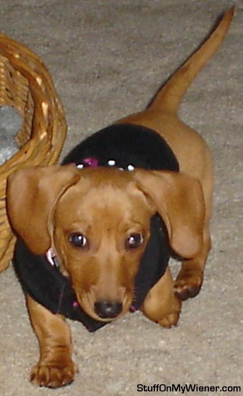 Lily walking in a coat.