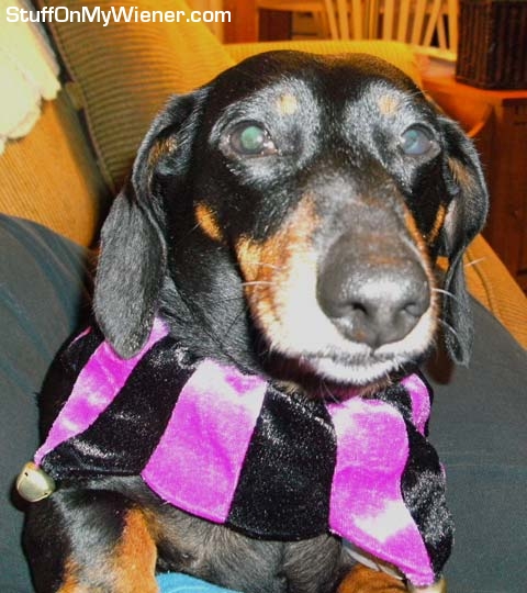 Oliver as a court jester.