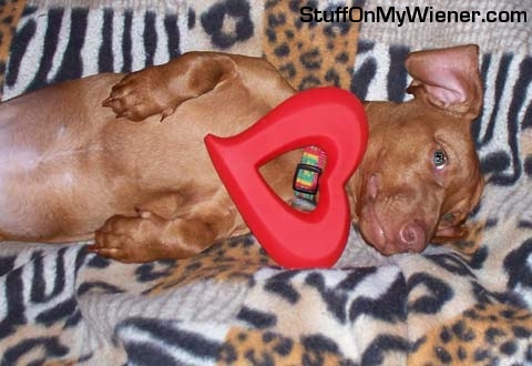 Oliver with a heart on his collar.