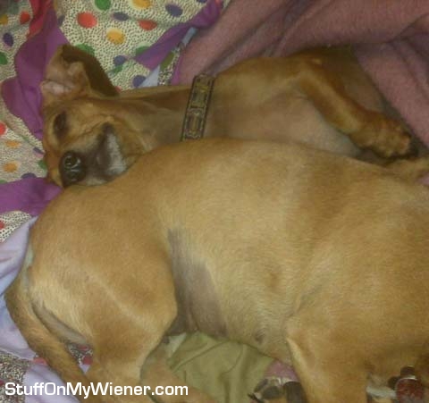 Oscar cuddles up in Bella’s blanky.