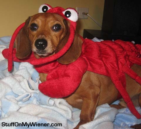 Peanut in a lobster costume.
