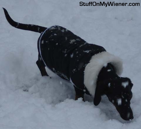 Ziggy in teh snow with a coat.