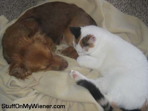 Alize’ with a kitty friend.