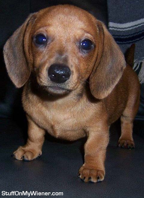 Annie on her first day home.