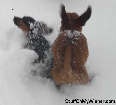 Bear and Mya playing in the snow.
