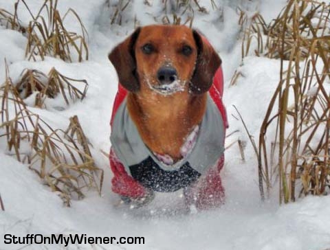 Ceaser taking a run in the snow.