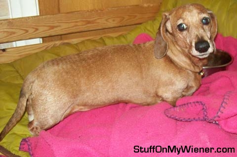 Emily hiding her bone in bed.