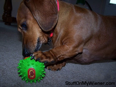 Frankie playing with a spiky ball.