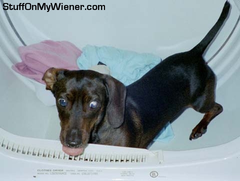 Herbie after sniffing a few too many dryer sheets.