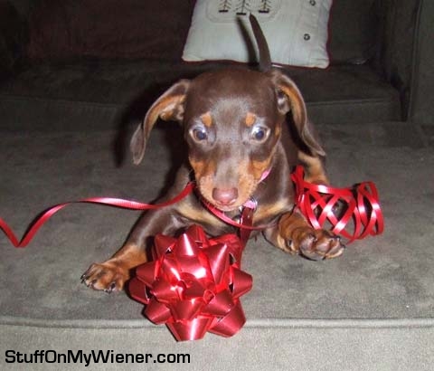 Marley helping wrap presents with a bow.