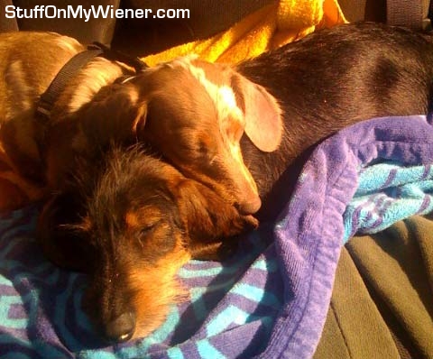 Ozzy and Izzie snuggling.