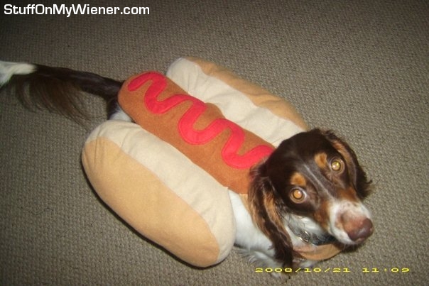 Peanut in a hotdog costume.