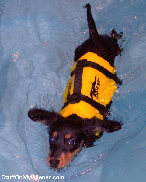 Pipsqueak’s first swim.