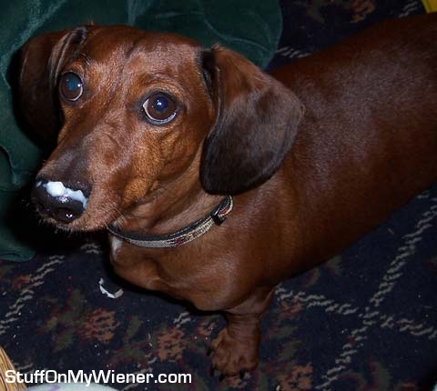 Punkin with leftover lunch on his nose.