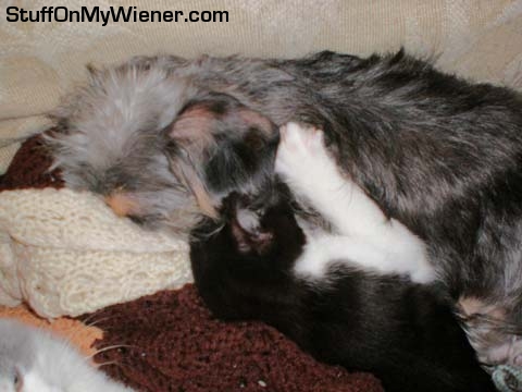 Rascal letting kitten suck fur.