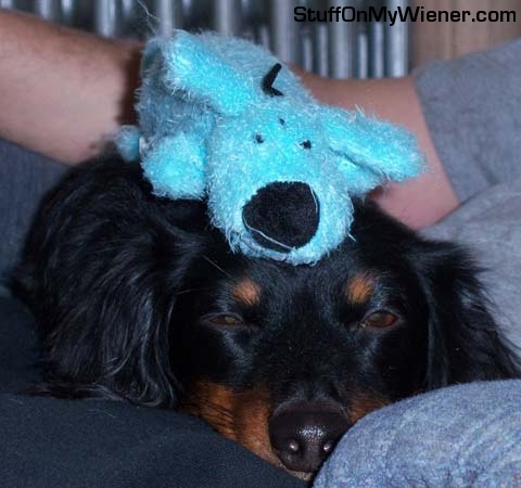 Rebel with a Bobo on his head.