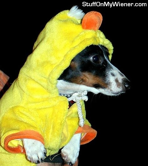 Snuggles as a duck.