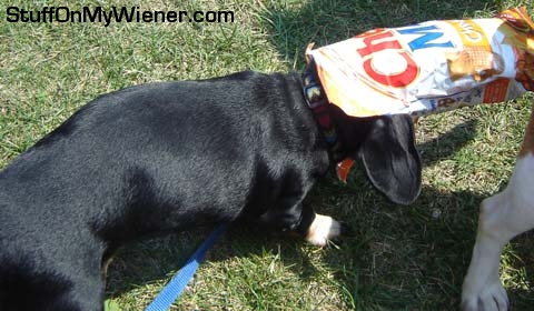 Toby in his Chex-Mix hat.