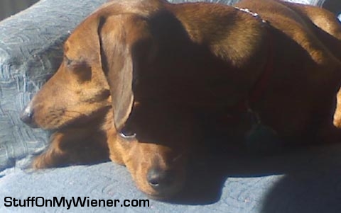 Zoe loves using her buddy Sadie as her pillow.