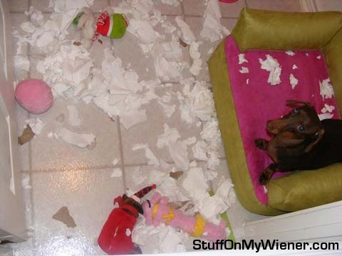 Anya with her tissue mess.