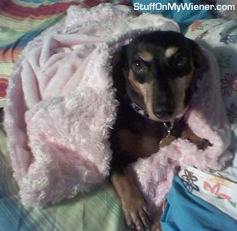 BabyRowe in her blanket nest.