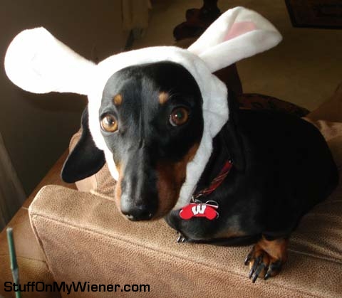 Bailey as Easter bunny thief.