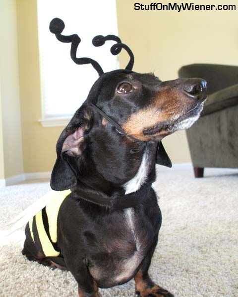 Beemer as a bee.