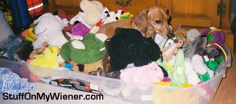 Brutus in the toy bin.