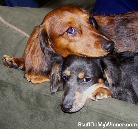 Cleatus on Norbert on the couch.