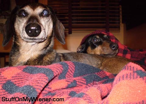 Dino and Schultz keeping cozy.