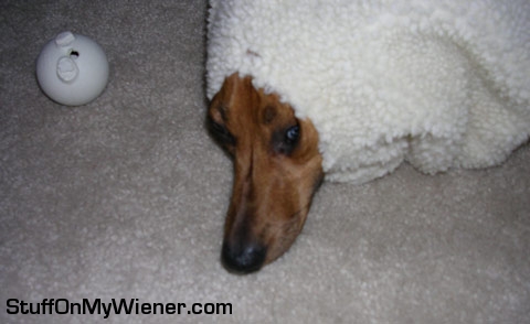 Frankie through a hole in his blankie.