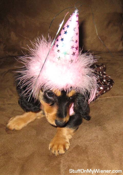 Frankie in party hat and dress.