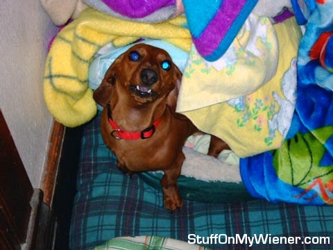 Freddy and his pile of laundry.