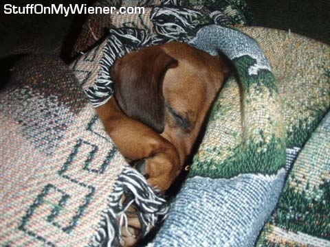 Kiki hibernating for the winter.