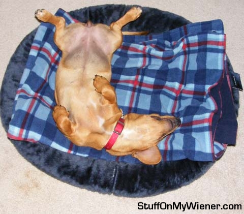 Leeloo on her bed up side down.